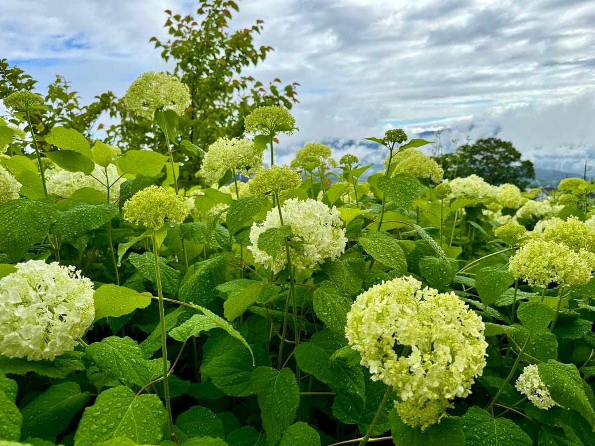 伊香保温泉