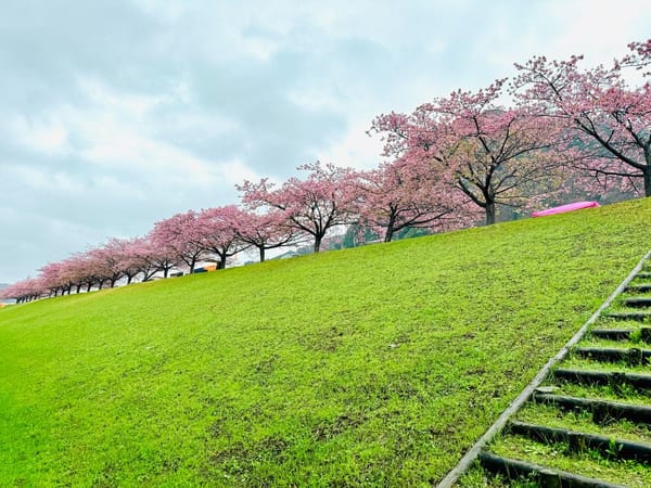 伊豆赏樱之城山樱篇