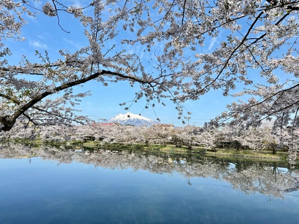 弘前樱花节